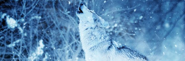 mojcav1 Profile Banner