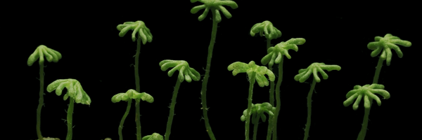 Isabel_MonteG Profile Banner
