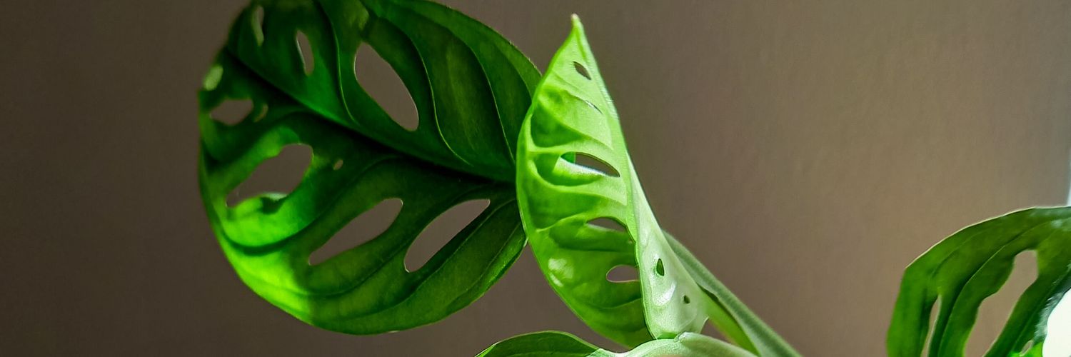 •dot• banner