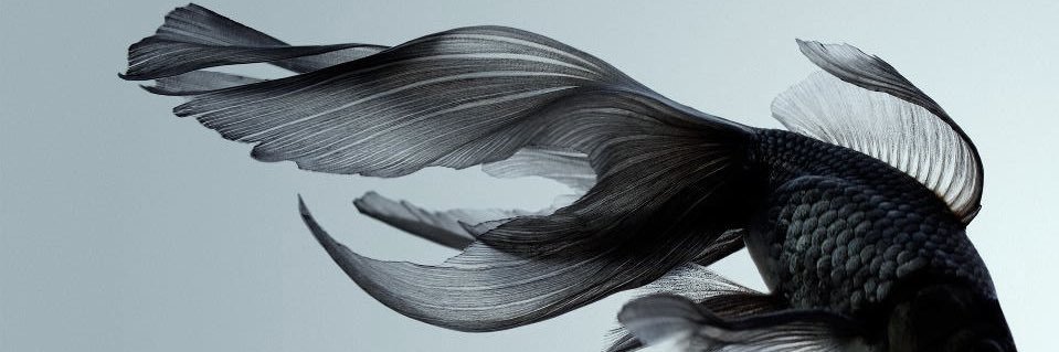 𝑏𝑎𝑏𝑦 banner