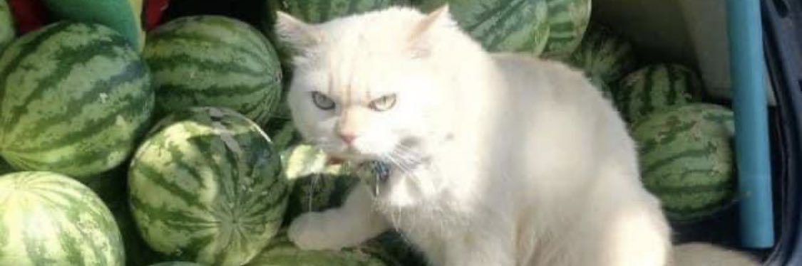 MedicinalMay's profile banner image
