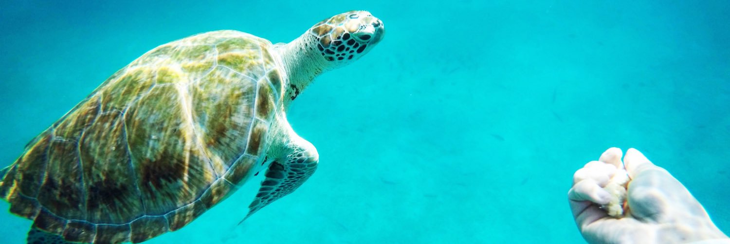 Cillian Japrow banner