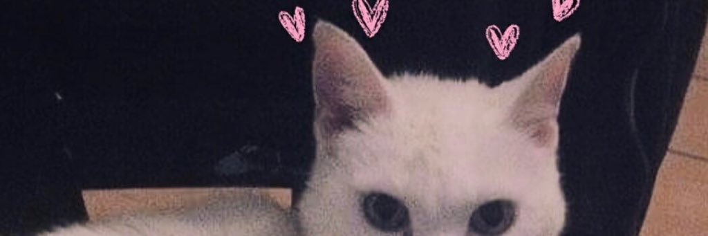 SaraaKayy's profile banner image
