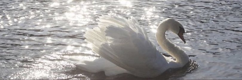 AES 🦢✨ banner