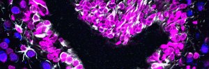 AJP-Regulatory, Integrative Comparative Physiology's banner