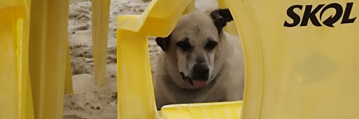 Tiago Gusmão banner