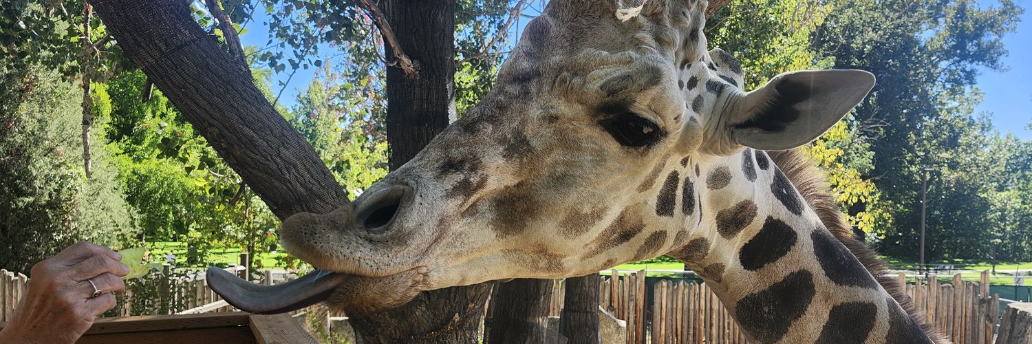 TK from the Paper, Windmill Enthusiast banner