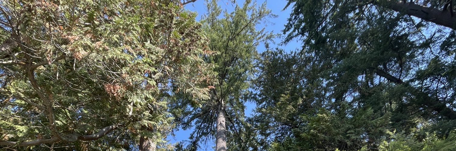 Christina Litz banner