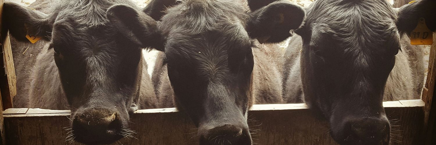 RPondFarm's profile banner image