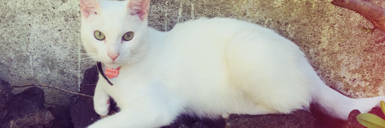 Patricio Catalán 🇨🇱 banner