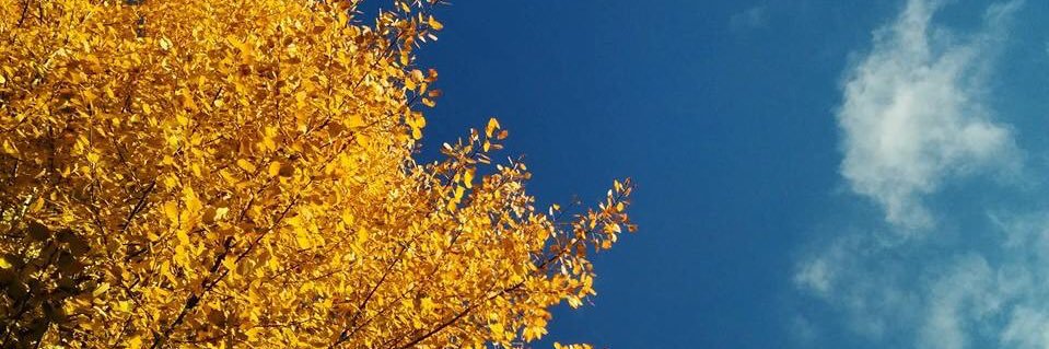 Elisa Sipponen banner