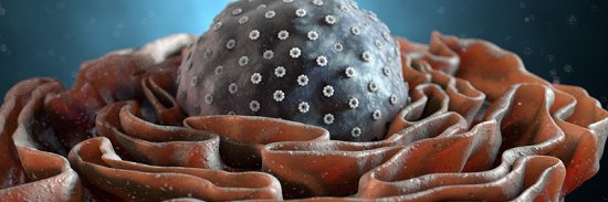 Nucleolus52017's profile banner image