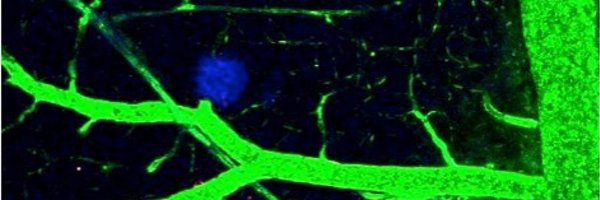 atiqueahmedphd Profile Banner