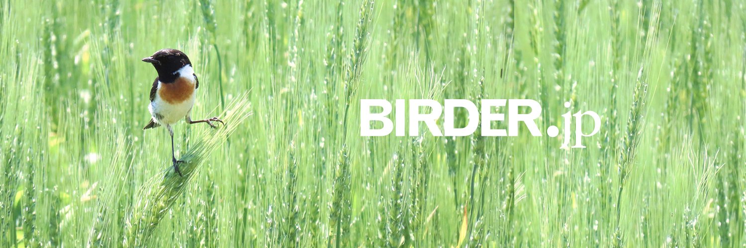 野鳥･自然ニュース - BIRDER.jp banner