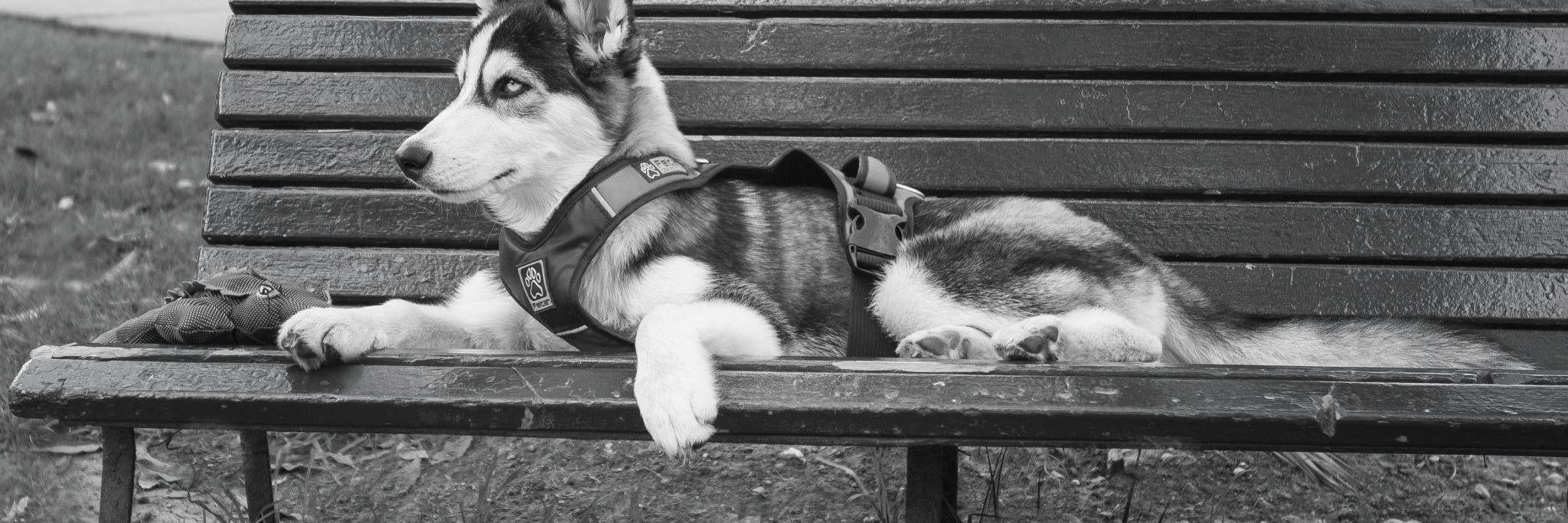 Animalista3's profile banner image