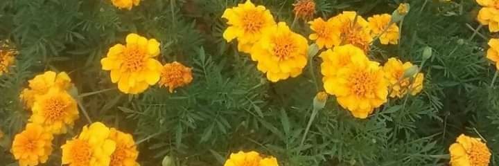 Sandrawright614's profile banner image