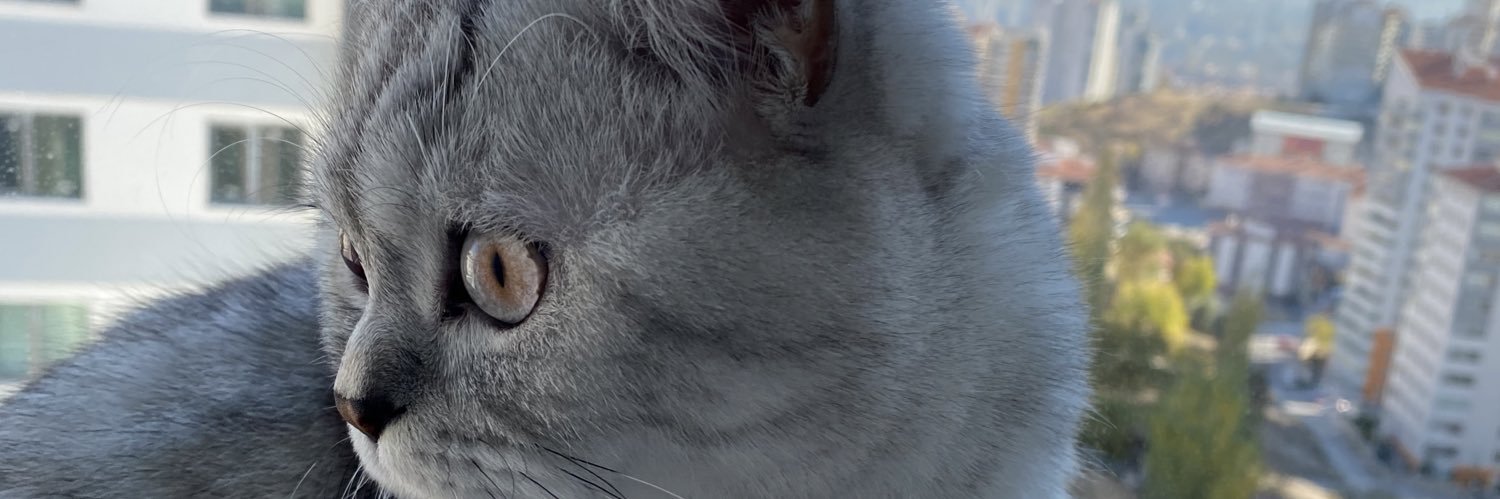 tanizedt's profile banner image