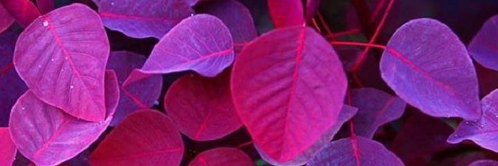 Mary Lessmann banner