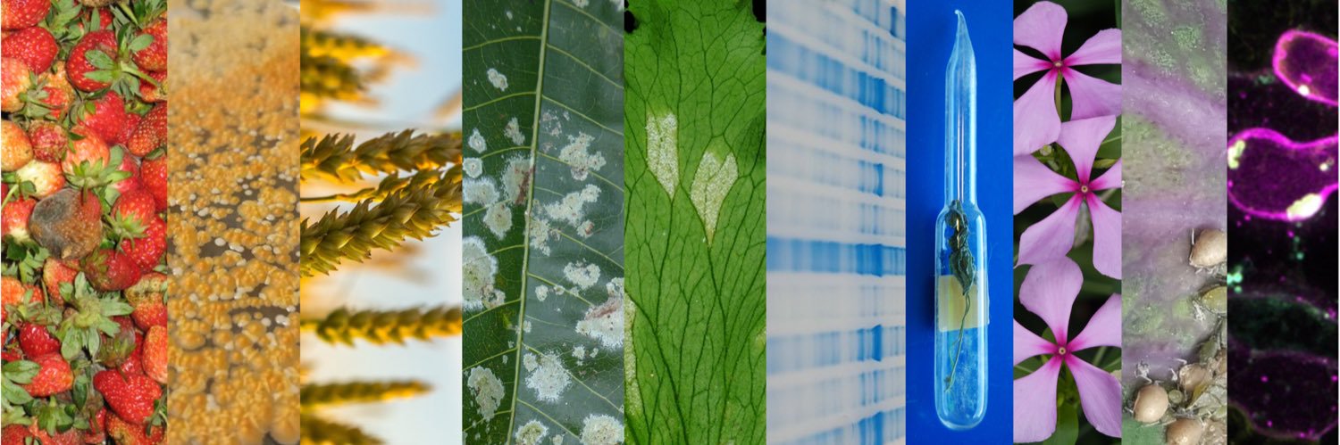 British Society for Plant Pathology's banner
