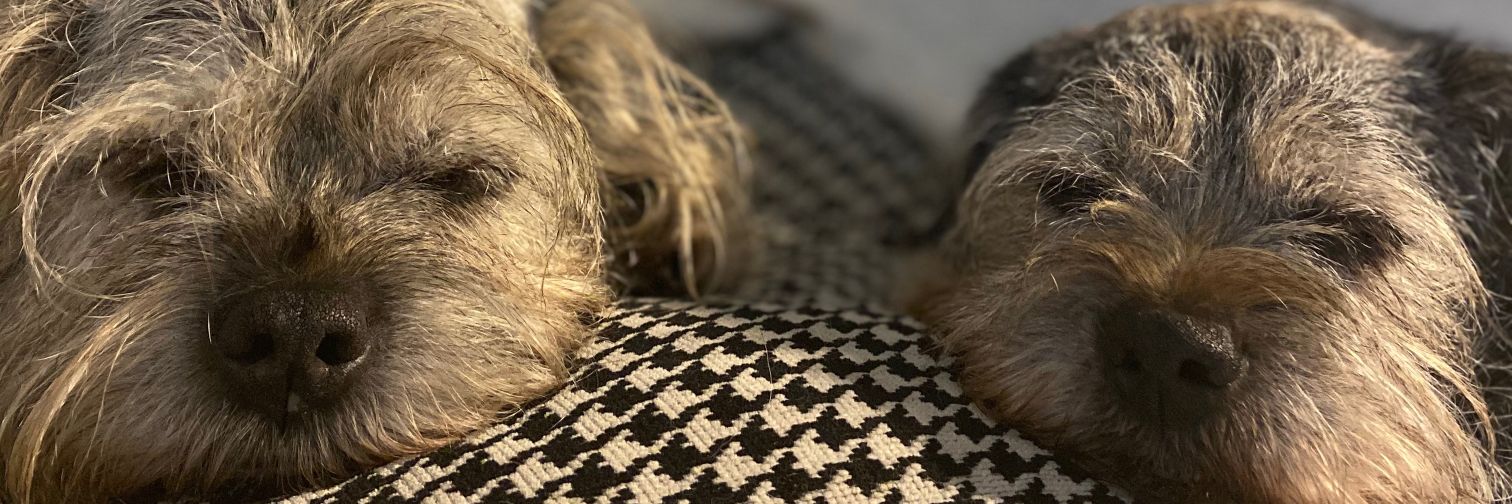 Border Terrier banner