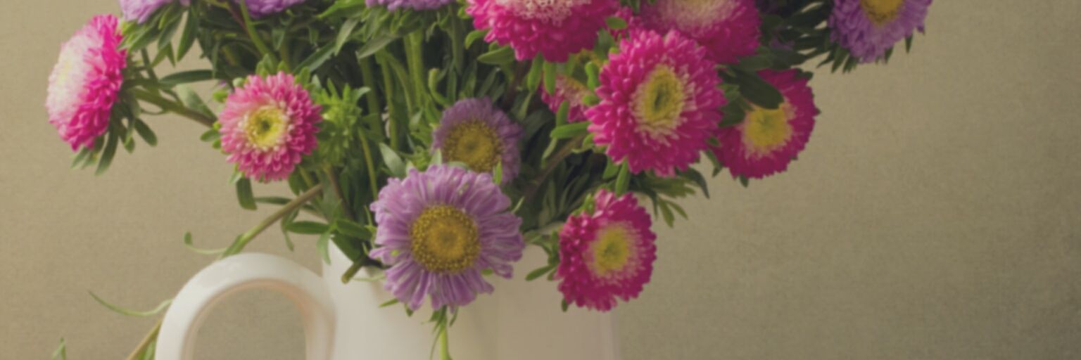 annapesciallo's profile banner image