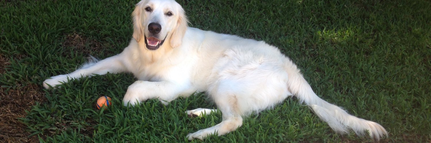 gooddogpolo's profile banner image