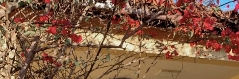 dudelareis's profile banner image