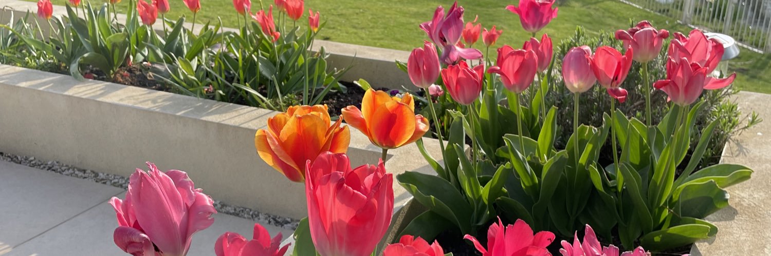 Claire Rowles banner