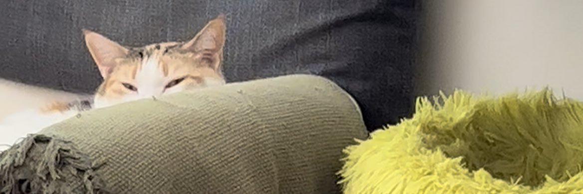 llesqueta's profile banner image