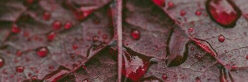 MagnusDunkle's profile banner image