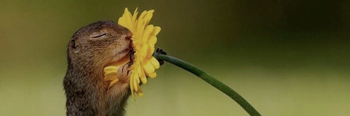 _vivasophia's profile banner image