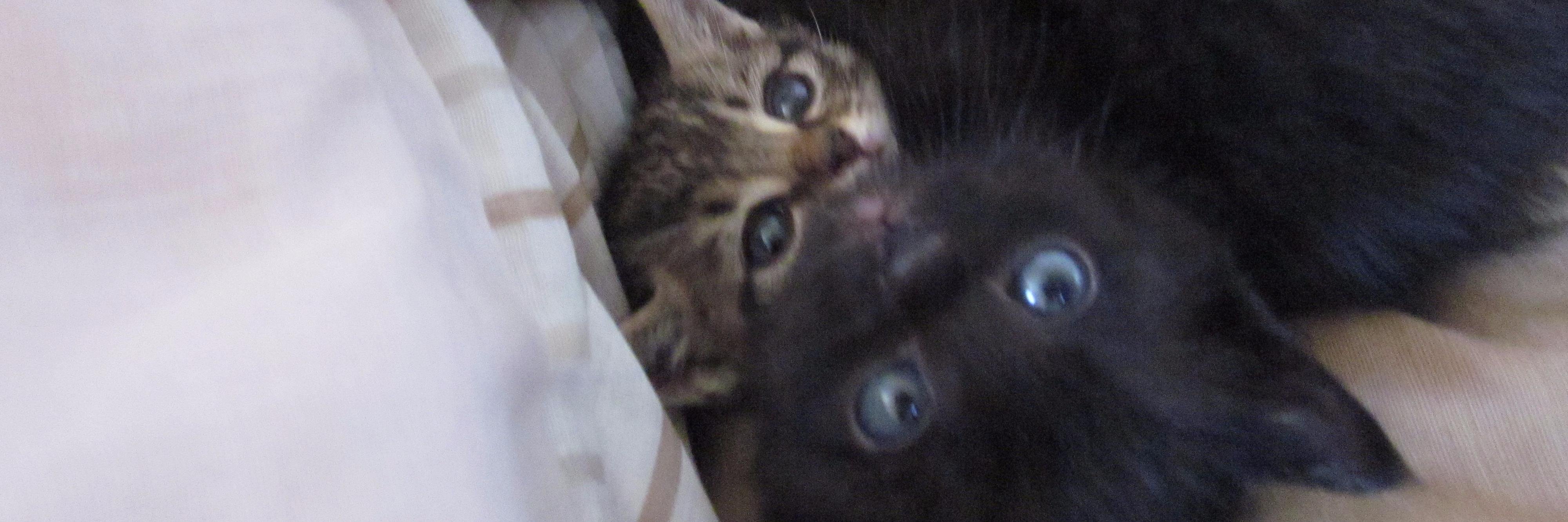 うにお＠どんぐりけ～き banner