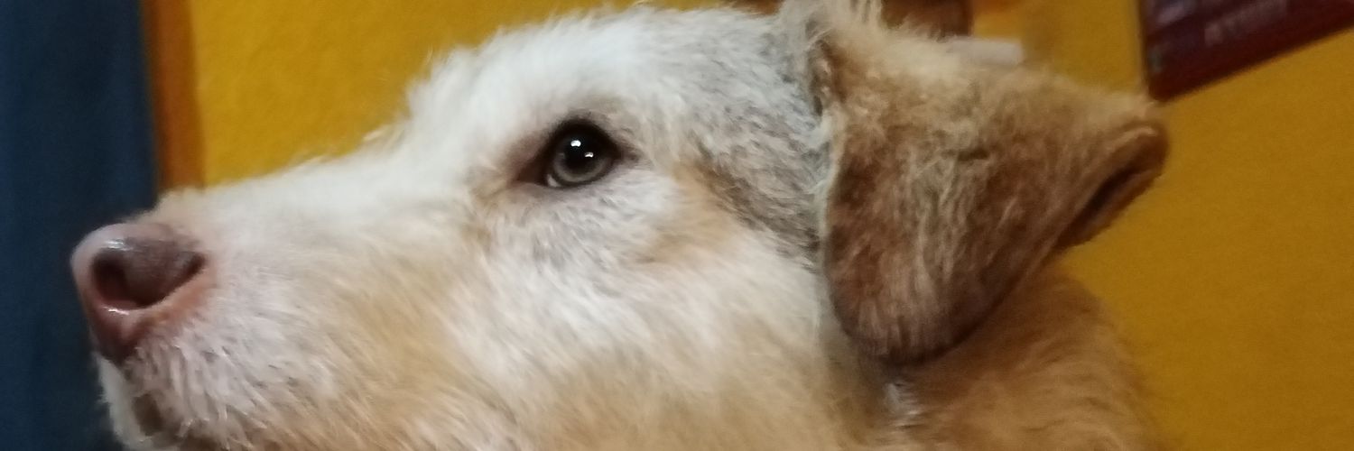 Rocío ✨ banner