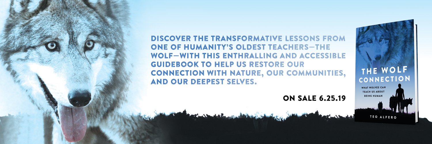 wolfconnection banner