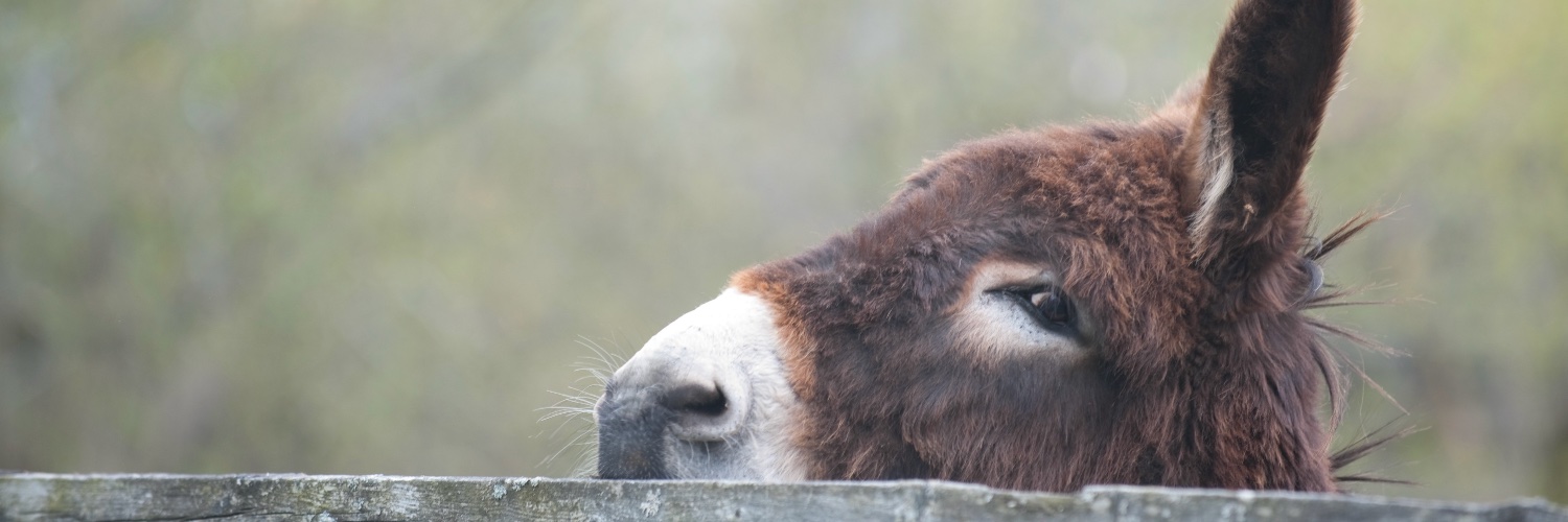 Kimberly Matheson banner