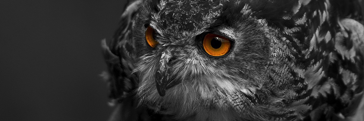 The Bookwise Owl banner