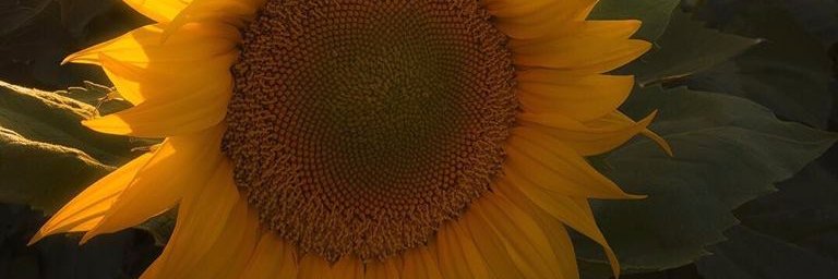 Nanu_licious's profile banner image