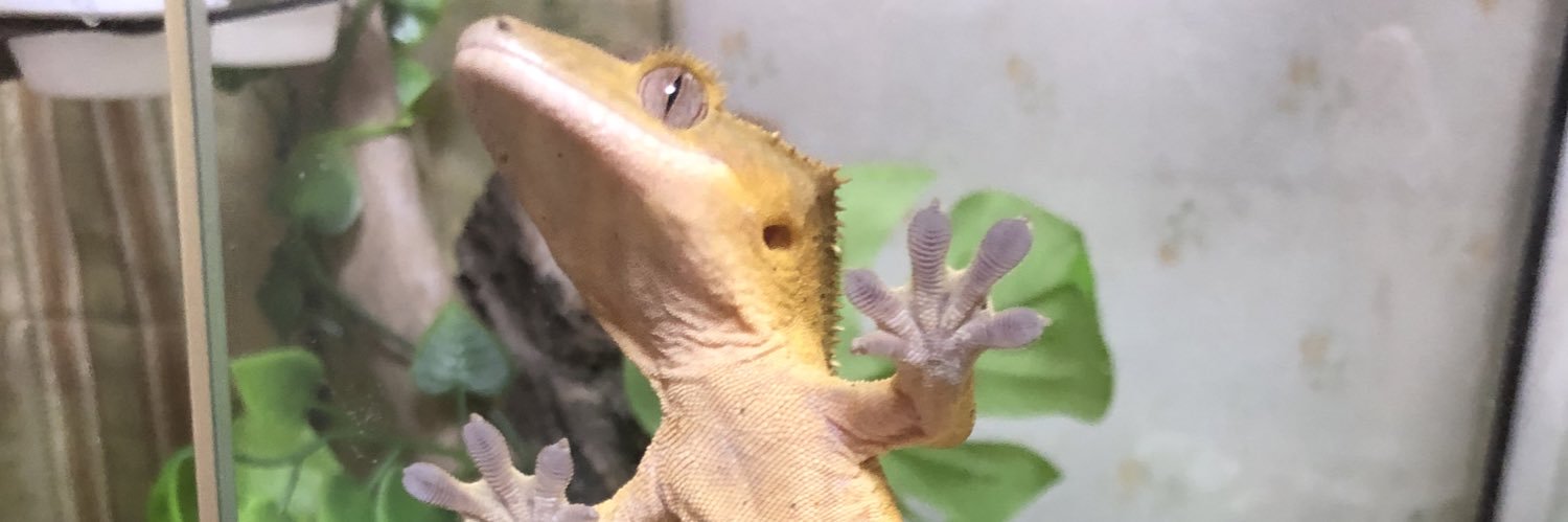 Nukkey_gecko's profile banner image