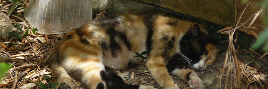 The Cat Is Busy banner