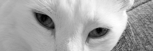 mgalsina Profile Banner