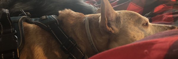 SheilaMSpence1 Profile Banner