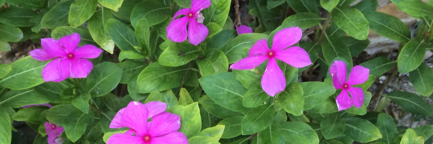 lizbethhercha's profile banner image