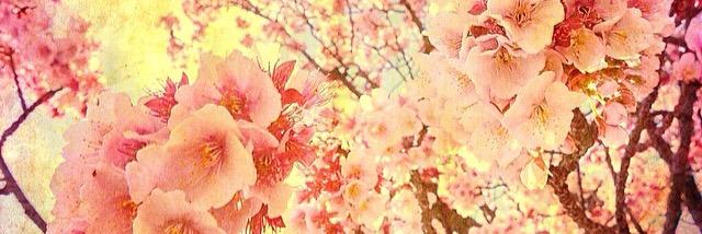 sedyn_'s profile banner image
