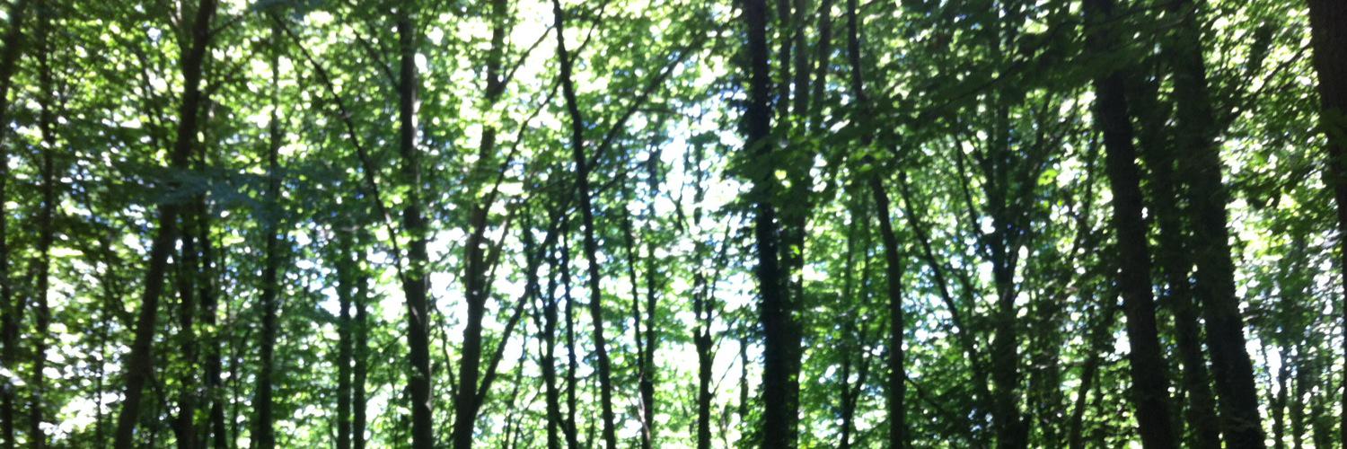 SandraTorrentCo's profile banner image
