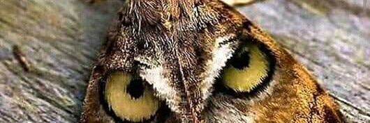 ObadiahRugut's profile banner image