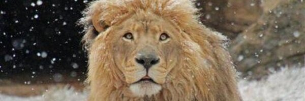 JuhnaPel Profile Banner