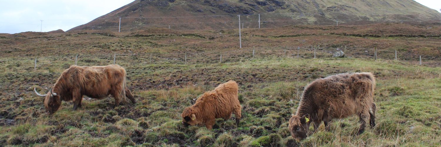 Abbie Sizer McIntosh banner