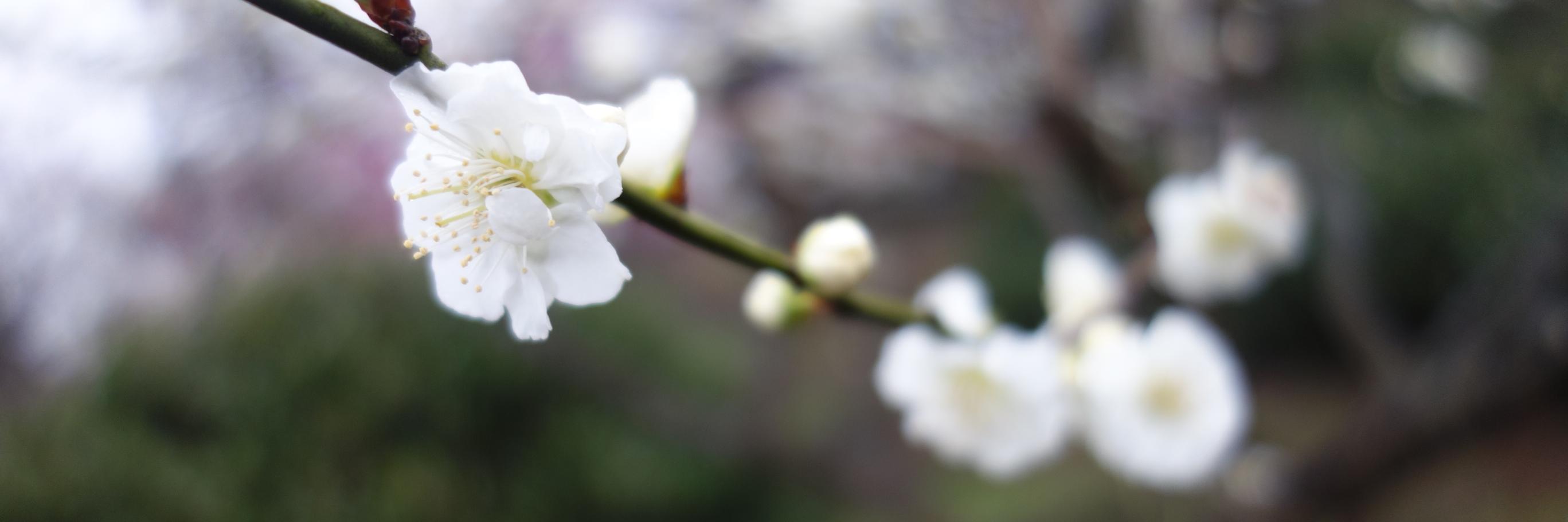 Triumph of Trees banner