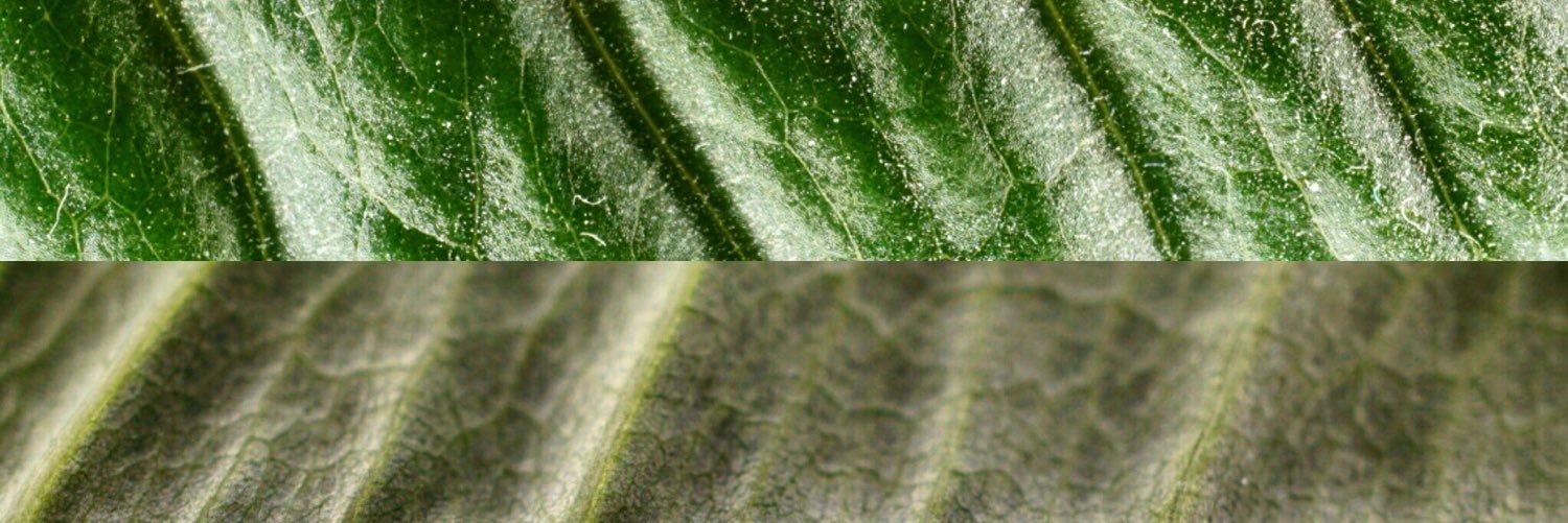 MatthewMcF's profile banner image