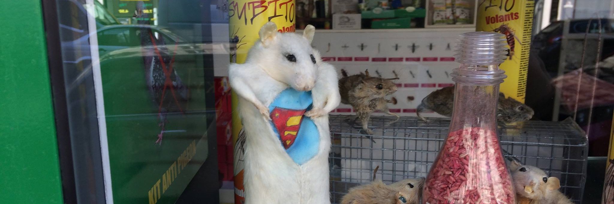 Alicia Bargar banner